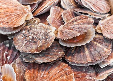 Coquille Saint Jacques ist eine Muschel aus der Familie der Muscheln (Pectinidae). Jakobsmuscheln sind eine kosmopolitische Familie, die in allen Ozeanen der Welt zu finden ist. Viele Jakobsmuscheln werden als Nahrungsquelle sehr geschaetzt. Die bunten, faecherfoermigen Schalen einiger Jakobsmuscheln mit ihrem strahlenden geriffelten Muster werden von Muschelsammlern geschaetzt. | © Gettyimages.com/brasil2