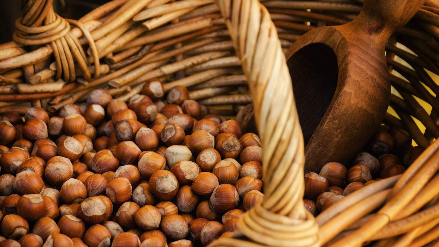 Haselnusssorte aus dem Piemont (Italien), mit Weidenkorb und Schaufel | © Gettyimages.com/christanoalessandro