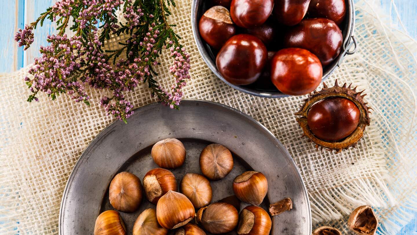 Kastanien und Haselnuesse jeweils  in einer kelinen Schuessel mit umliegender Dekoration | © Gettyimages.com/gbh007
