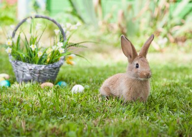 Suesses Kaninchen mit schoenem Korb und bemalten Ostereiern | © gettyimages.com/tonivaver