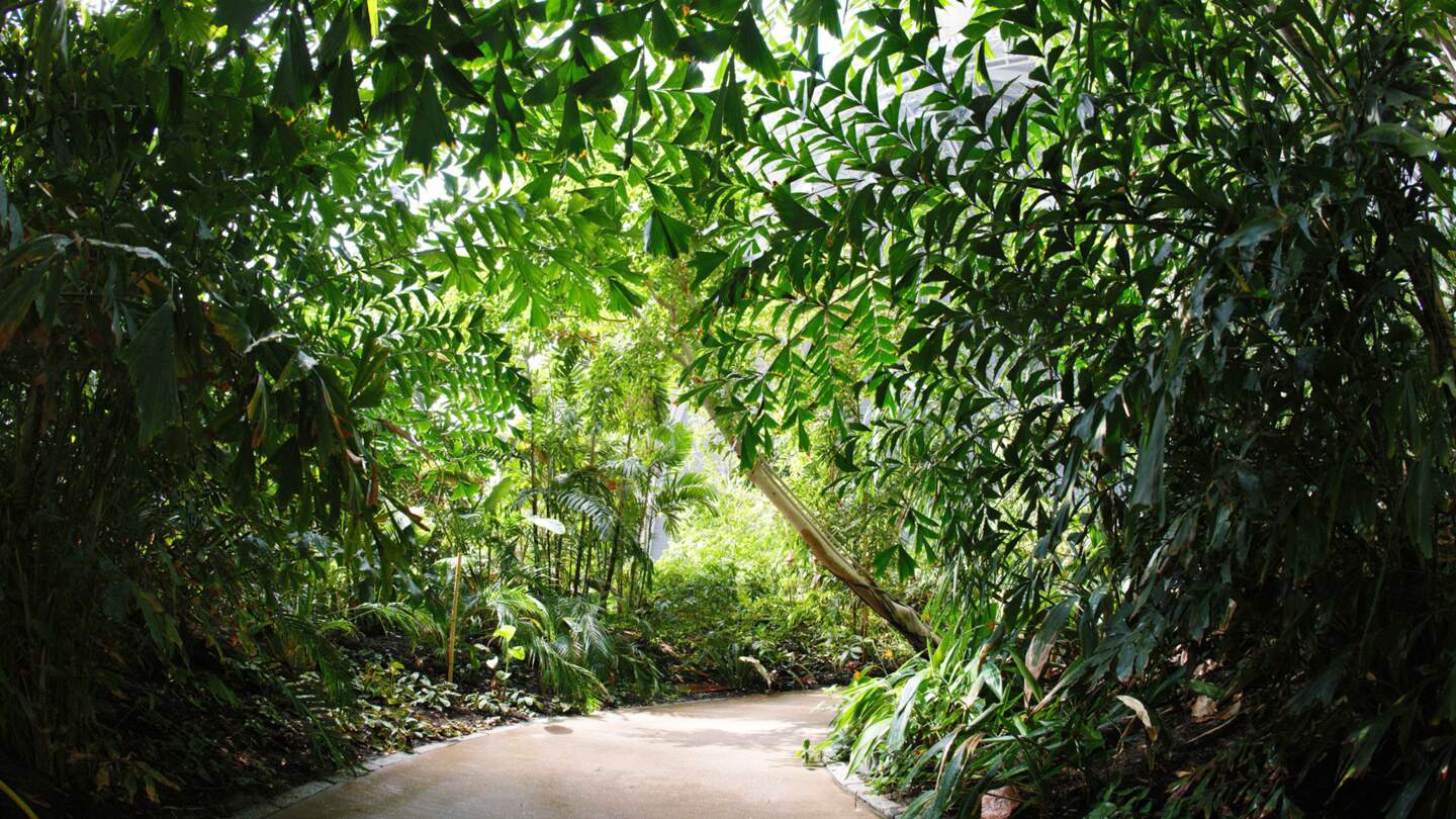 Tropical Islands Regenwald Wasserpark | © Tropical Islands