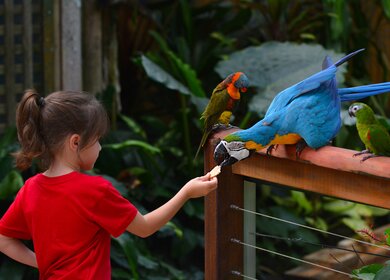 Kind im Tierpark oder Zoo beobachtet fasziniert Tiere: Bunte Papageien und spielende Delfine | © Gettyimages.com/chameleonseye