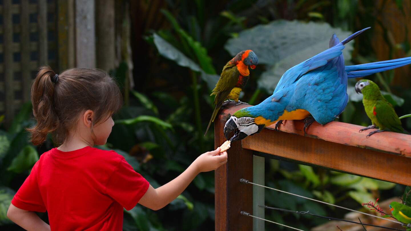 Kind im Tierpark oder Zoo beobachtet fasziniert Tiere: Bunte Papageien und spielende Delfine | © Gettyimages.com/chameleonseye