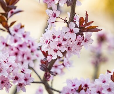 Schoene rosa Blueten von lila Blattpflaume Prunus cerasus Cerasifera Pissardii baum im Fruehling. | © gettyimages.com/Kateryna Mashkevych