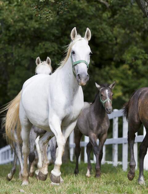  Meherere Pferde laufen in Richtung Kamera | © Gettyimages.com/darjas