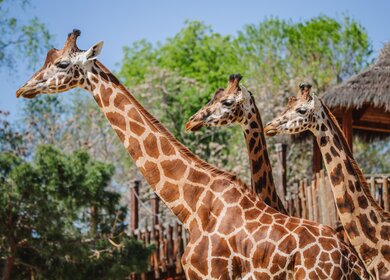 Gesichtsportraet von drei erwachsenen afrikanischen Giraffen mit Grashintergrund | © Gettyimages.com/Azahara Falcon
