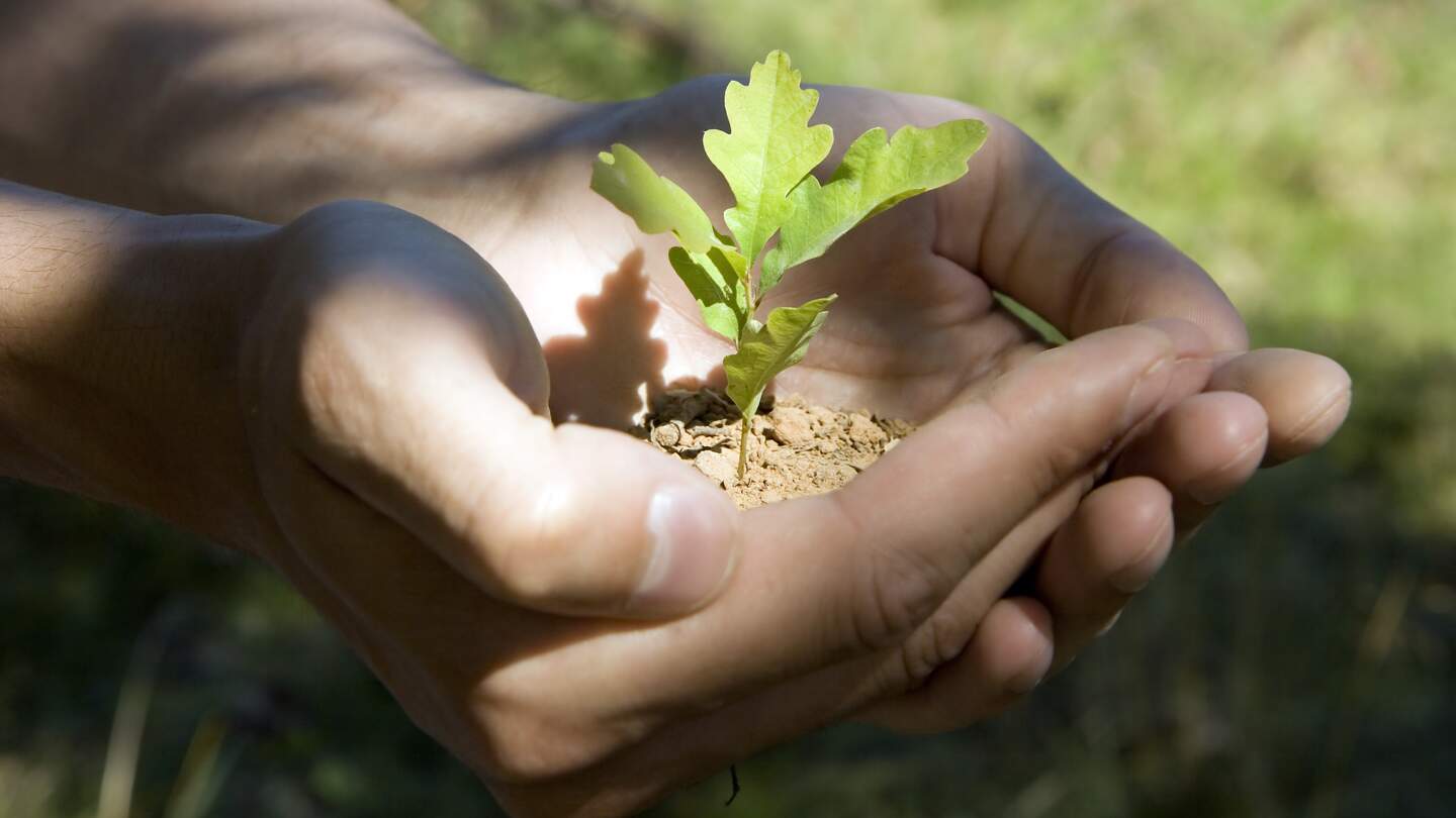 ein Paar Hände, die vorsichtig eine kleine grüne Pflanze mit sichtbarer Erde halten | © gettyimages.com/pzRomashka