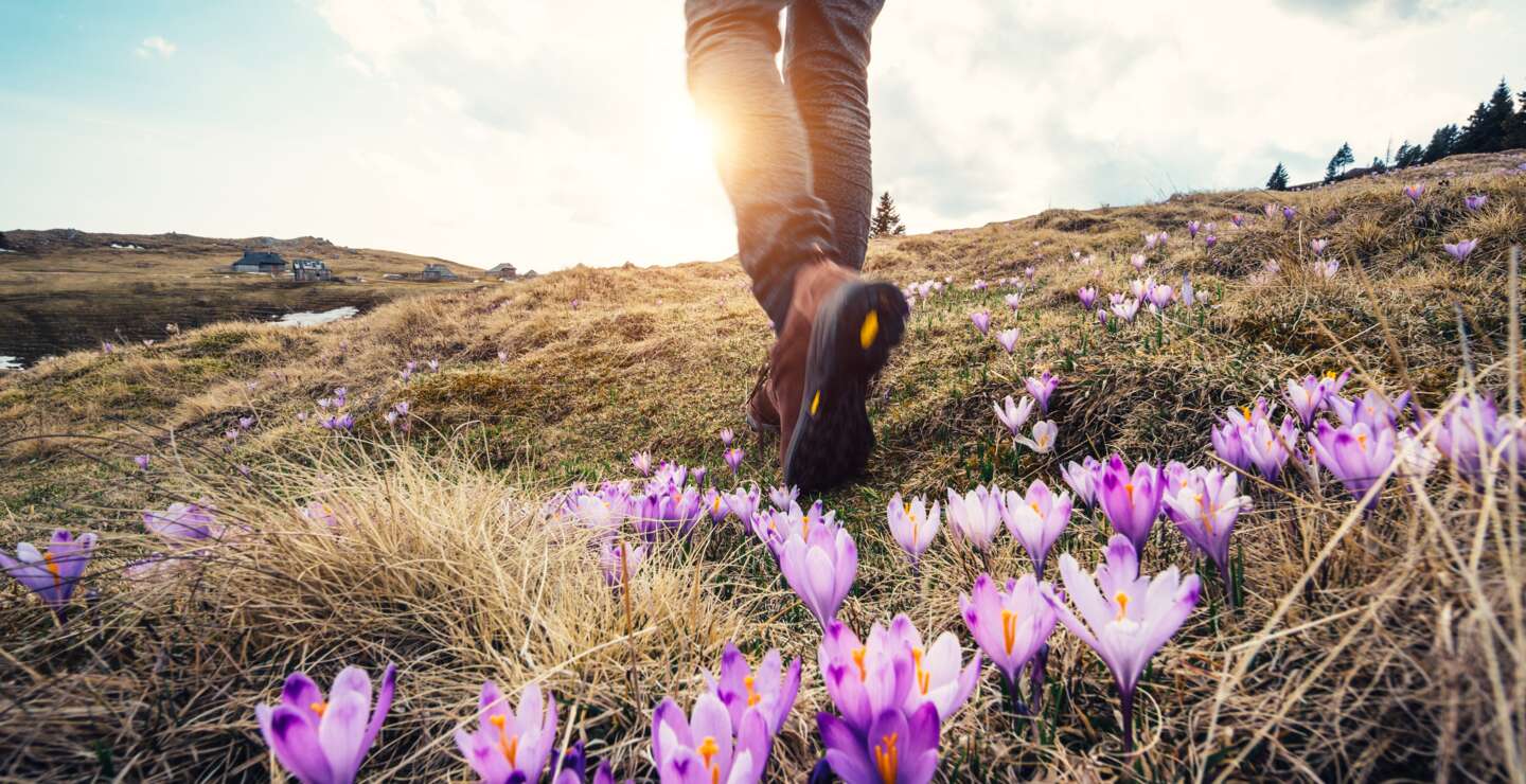 Frau wandert in den Bergen ueber Blumenwiese | © Gettyimages.com/borchee