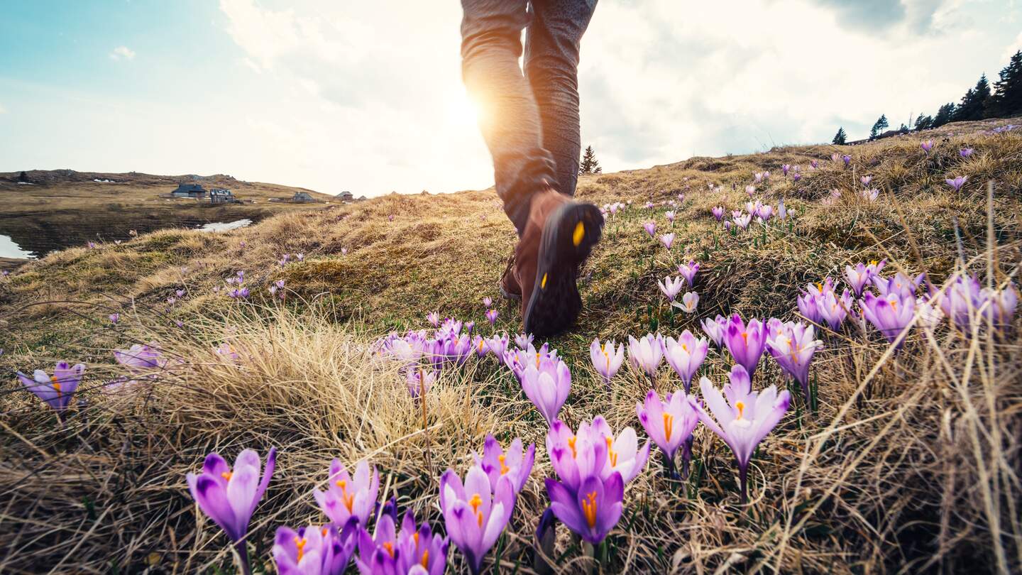 Frau wandert in den Bergen ueber Blumenwiese | © Gettyimages.com/borchee