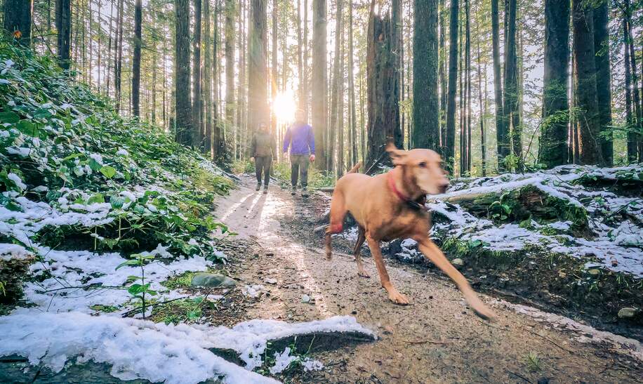 Verschneiter Winterspaziergang, Hund laeuft vor einem jungen Paar  | © Gettyimages.com/PamelaJoeMcFarlane