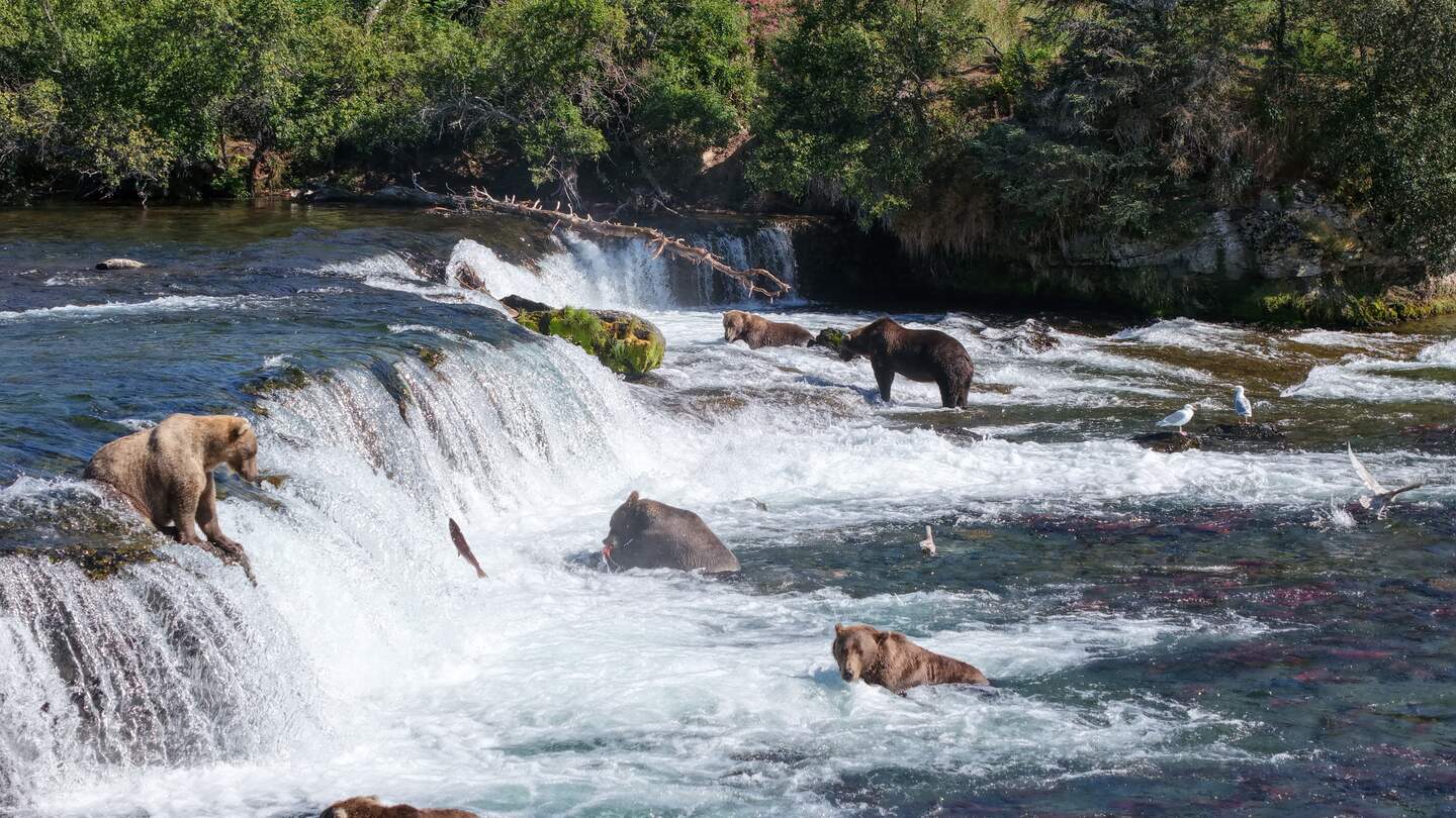 Grizzlys Braunbären auf Lachsjagd in Nordamerika | © GettyImages.com/	Luis Gibran Becerril
