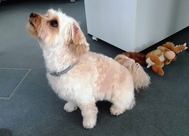 Aufblickender Buerohund Ameropa mit Stofftier | © Ameropa/Verena Cezanne