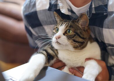 Eine Katze hat ihre Pfote auf dem Laptop, waehrend ein Mann im Karierten Hemd sie im Arrm haelt | © Pixabay/makieni777