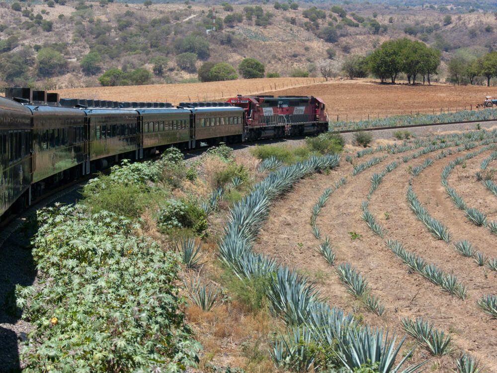 Der  José Cuervo Express, der Tequilaexpress, fährt durch die Agaven-Plantagen im Tequila-Gebiet bei Guadalajara | © Native Trails