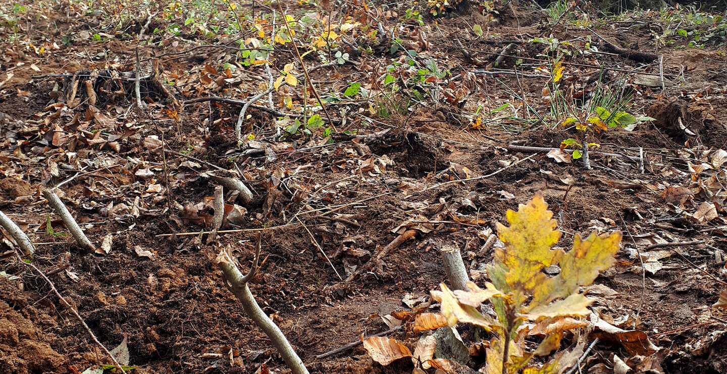 Baumsetzling Eiche | © © Irene Smetana